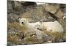 Greenland Sea, Norway, Spitsbergen. Polar Bear with Cub Resting-Steve Kazlowski-Mounted Photographic Print