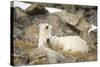 Greenland Sea, Norway, Spitsbergen. Polar Bear with Cub Resting-Steve Kazlowski-Stretched Canvas