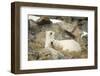 Greenland Sea, Norway, Spitsbergen. Polar Bear with Cub Resting-Steve Kazlowski-Framed Photographic Print