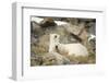 Greenland Sea, Norway, Spitsbergen. Polar Bear with Cub Resting-Steve Kazlowski-Framed Photographic Print