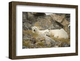 Greenland Sea, Norway, Spitsbergen. Polar Bear with Cub Resting-Steve Kazlowski-Framed Photographic Print