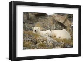 Greenland Sea, Norway, Spitsbergen. Polar Bear with Cub Resting-Steve Kazlowski-Framed Photographic Print