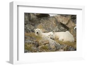Greenland Sea, Norway, Spitsbergen. Polar Bear with Cub Resting-Steve Kazlowski-Framed Photographic Print