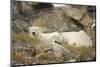 Greenland Sea, Norway, Spitsbergen. Polar Bear with Cub Resting-Steve Kazlowski-Mounted Photographic Print