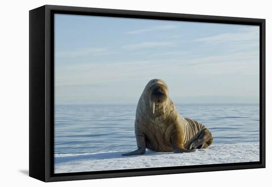 Greenland Sea, Norway, Spitsbergen. Walrus Rests on Summer Sea Ice-Steve Kazlowski-Framed Stretched Canvas