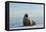 Greenland Sea, Norway, Spitsbergen. Walrus Rests on Summer Sea Ice-Steve Kazlowski-Framed Stretched Canvas