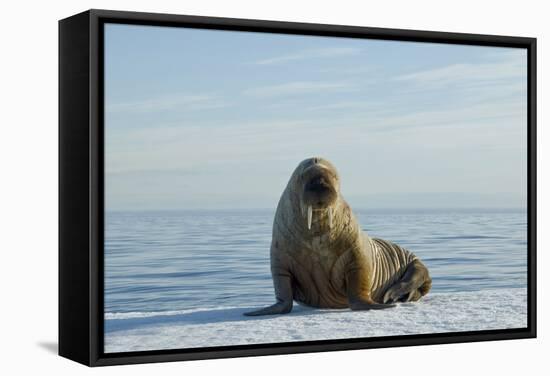 Greenland Sea, Norway, Spitsbergen. Walrus Rests on Summer Sea Ice-Steve Kazlowski-Framed Stretched Canvas