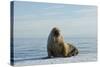 Greenland Sea, Norway, Spitsbergen. Walrus Rests on Summer Sea Ice-Steve Kazlowski-Stretched Canvas