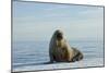 Greenland Sea, Norway, Spitsbergen. Walrus Rests on Summer Sea Ice-Steve Kazlowski-Mounted Photographic Print