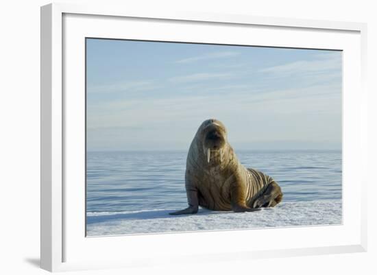 Greenland Sea, Norway, Spitsbergen. Walrus Rests on Summer Sea Ice-Steve Kazlowski-Framed Photographic Print