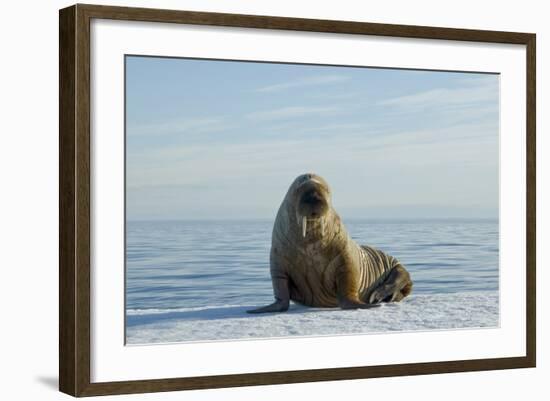 Greenland Sea, Norway, Spitsbergen. Walrus Rests on Summer Sea Ice-Steve Kazlowski-Framed Photographic Print