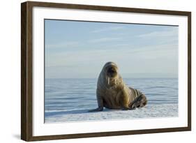 Greenland Sea, Norway, Spitsbergen. Walrus Rests on Summer Sea Ice-Steve Kazlowski-Framed Photographic Print