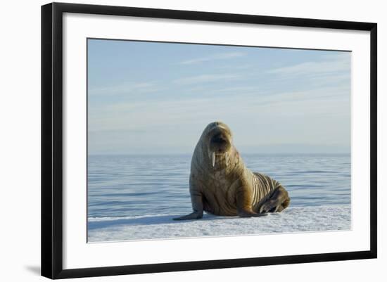 Greenland Sea, Norway, Spitsbergen. Walrus Rests on Summer Sea Ice-Steve Kazlowski-Framed Photographic Print