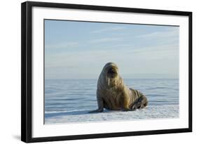 Greenland Sea, Norway, Spitsbergen. Walrus Rests on Summer Sea Ice-Steve Kazlowski-Framed Photographic Print