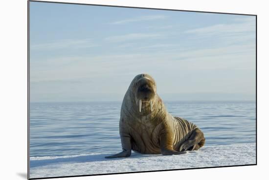 Greenland Sea, Norway, Spitsbergen. Walrus Rests on Summer Sea Ice-Steve Kazlowski-Mounted Photographic Print