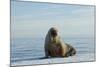 Greenland Sea, Norway, Spitsbergen. Walrus Rests on Summer Sea Ice-Steve Kazlowski-Mounted Photographic Print