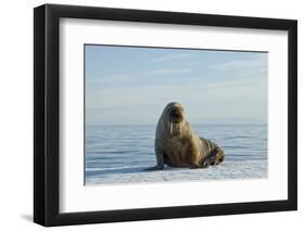 Greenland Sea, Norway, Spitsbergen. Walrus Rests on Summer Sea Ice-Steve Kazlowski-Framed Premium Photographic Print