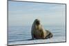 Greenland Sea, Norway, Spitsbergen. Walrus Rests on Summer Sea Ice-Steve Kazlowski-Mounted Premium Photographic Print