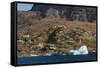 Greenland, Uummannaq. Colorful houses dot the rocky landscape.-Inger Hogstrom-Framed Stretched Canvas