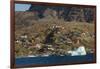 Greenland, Uummannaq. Colorful houses dot the rocky landscape.-Inger Hogstrom-Framed Photographic Print