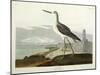 Greenshank, View of the St, 1835-John James Audubon-Mounted Giclee Print