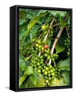 Greenwell Kona Coffee Farm, Big Island, Hawaii, USA-Inger Hogstrom-Framed Stretched Canvas