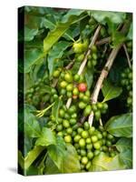 Greenwell Kona Coffee Farm, Big Island, Hawaii, USA-Inger Hogstrom-Stretched Canvas