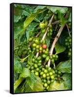 Greenwell Kona Coffee Farm, Big Island, Hawaii, USA-Inger Hogstrom-Framed Stretched Canvas