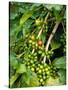 Greenwell Kona Coffee Farm, Big Island, Hawaii, USA-Inger Hogstrom-Stretched Canvas