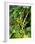 Greenwell Kona Coffee Farm, Big Island, Hawaii, USA-Inger Hogstrom-Framed Premium Photographic Print