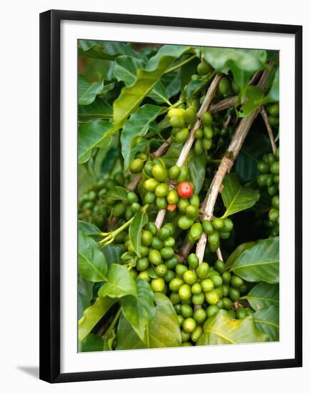 Greenwell Kona Coffee Farm, Big Island, Hawaii, USA-Inger Hogstrom-Framed Premium Photographic Print