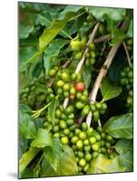Greenwell Kona Coffee Farm, Big Island, Hawaii, USA-Inger Hogstrom-Mounted Premium Photographic Print