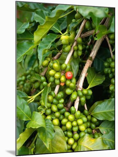 Greenwell Kona Coffee Farm, Big Island, Hawaii, USA-Inger Hogstrom-Mounted Premium Photographic Print