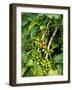 Greenwell Kona Coffee Farm, Big Island, Hawaii, USA-Inger Hogstrom-Framed Photographic Print