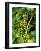 Greenwell Kona Coffee Farm, Big Island, Hawaii, USA-Inger Hogstrom-Framed Photographic Print