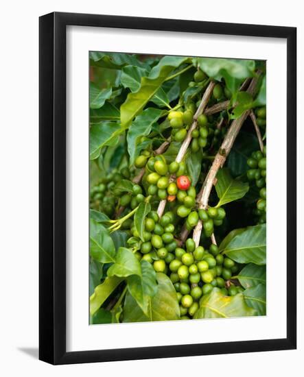 Greenwell Kona Coffee Farm, Big Island, Hawaii, USA-Inger Hogstrom-Framed Photographic Print