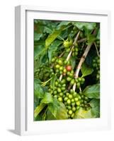 Greenwell Kona Coffee Farm, Big Island, Hawaii, USA-Inger Hogstrom-Framed Photographic Print