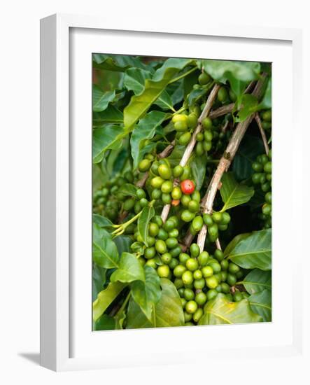 Greenwell Kona Coffee Farm, Big Island, Hawaii, USA-Inger Hogstrom-Framed Photographic Print