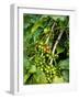 Greenwell Kona Coffee Farm, Big Island, Hawaii, USA-Inger Hogstrom-Framed Photographic Print