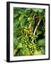 Greenwell Kona Coffee Farm, Big Island, Hawaii, USA-Inger Hogstrom-Framed Photographic Print