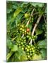 Greenwell Kona Coffee Farm, Big Island, Hawaii, USA-Inger Hogstrom-Mounted Photographic Print