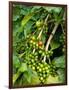 Greenwell Kona Coffee Farm, Big Island, Hawaii, USA-Inger Hogstrom-Framed Photographic Print