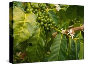 Greenwell Kona Coffee Farm, Big Island, Hawaii, USA-Inger Hogstrom-Stretched Canvas