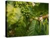 Greenwell Kona Coffee Farm, Big Island, Hawaii, USA-Inger Hogstrom-Stretched Canvas