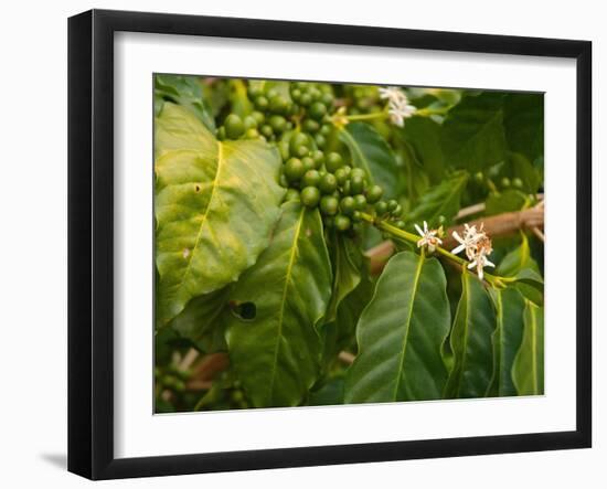 Greenwell Kona Coffee Farm, Big Island, Hawaii, USA-Inger Hogstrom-Framed Premium Photographic Print