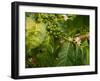 Greenwell Kona Coffee Farm, Big Island, Hawaii, USA-Inger Hogstrom-Framed Premium Photographic Print