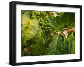 Greenwell Kona Coffee Farm, Big Island, Hawaii, USA-Inger Hogstrom-Framed Premium Photographic Print