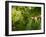 Greenwell Kona Coffee Farm, Big Island, Hawaii, USA-Inger Hogstrom-Framed Premium Photographic Print