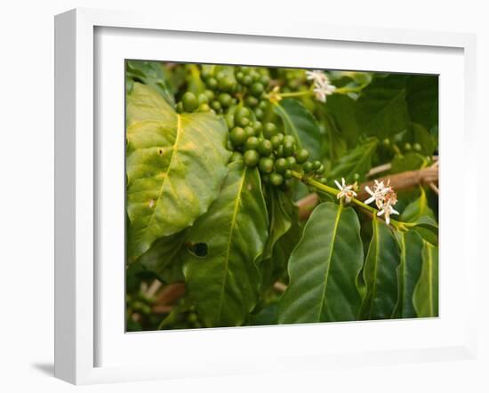 Greenwell Kona Coffee Farm, Big Island, Hawaii, USA-Inger Hogstrom-Framed Premium Photographic Print