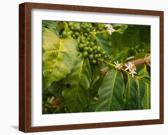 Greenwell Kona Coffee Farm, Big Island, Hawaii, USA-Inger Hogstrom-Framed Photographic Print